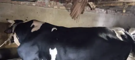  ৪০ মণের ‘নবাব’! ঈদের আগেই হইচই মান্দার খামারে