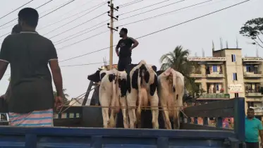 মুন্সিগঞ্জ থেকে ডাকাতি হওয়া গরু সোনারগাঁ থেকে উদ্ধার