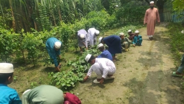 রাজশাহীতে মাদ্রাসার আঙ্গিনায় সবজি চাষ, পরিচর্যায় মাদ্রাসার শিক্ষার্থীরা