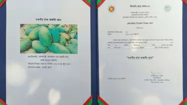 আম চাষে আগ্রহ বাড়ছে বদলগাছী বাসীর, পেয়েছে জিআই স্বীকৃতি