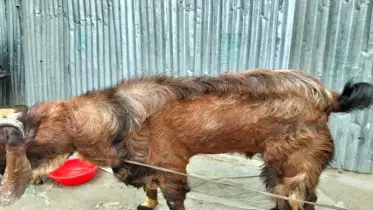 ছাগল পালনে সফল ঝালকাঠির রাসেল খান