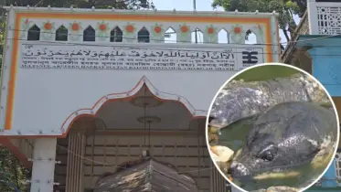 বোস্তামির মাজারের রহস্যময় কচ্ছপ