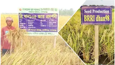 শস্যভাণ্ডারে নতুন ছয় ধানের জাত