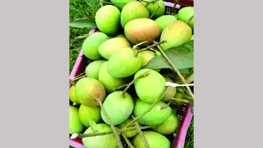 মোদির জন্য আম  পাঠিয়েছেন  ড. ইউনূস