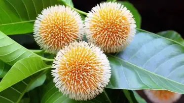কদম ফুল