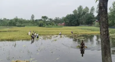 বন্যায় ডুবেছে কুড়িগ্রামের হাজার হাজার একর ফসল, কৃষকের মুখে ক্ষতির বিষাদ