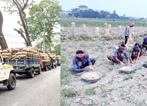 শ্রীনগরে আলু উত্তোলন উৎসব