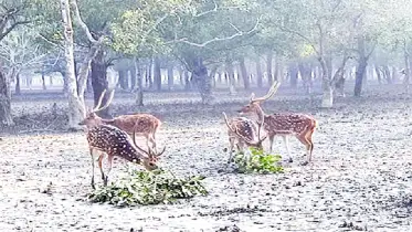 সুন্দরবনে অবৈধ হরিণ শিকার