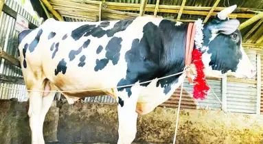 এবার কোরবানির ঈদে হাট কাঁপাচ্ছে নোয়াখালীর ‘তুফান’