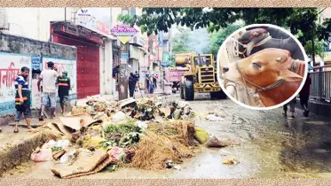 কোরবানির পর বর্জ্য ব্যবস্থাপনায় করণীয়