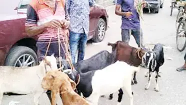 পশুর স্বাস্থ্য পরীক্ষা