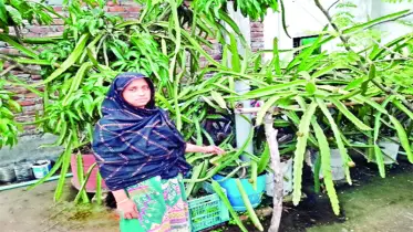 বিউটির ছাদ বাগান