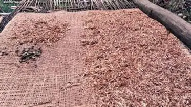 বিষ দিয়ে মাছ ধরে তৈরি হচ্ছে শুঁটকি