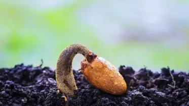 ২,০০০ বছর আগের বীজ থেকে আবারও জন্ম নিল গাছ! 