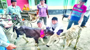 গোবিন্দগঞ্জে গরুর লাম্পি স্কিন আতঙ্কে কৃষক ও খামারিরা