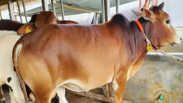 কোরবানি সামনে রেখে দেশীয় পদ্ধতিতে মোটাতাজা করা হচ্ছে গবাদিপশু