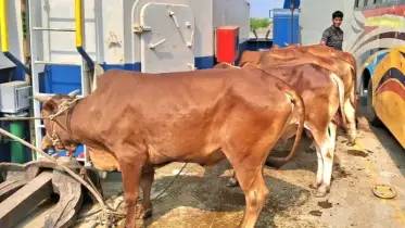 ময়মনসিংহে বেড়েছে গরু চুরি, আতঙ্কে খামারিরা