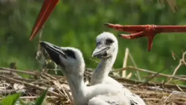 কীভাবে নিজের সন্তান খেয়ে প্রজাতি বাঁচায় পাখিরা?
