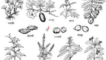ঔষধি গাছের চাষ ব্যবহার ও গুণাগুণ