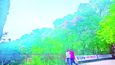 পাহাড়ি ক্যাম্পাসে রঙিন জারুল