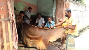 গরুর ৫ টাকা ও ছাগলের ২ টাকা বাড়িয়ে চামড়ার দাম নির্ধারণ