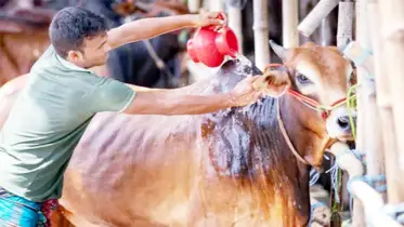 পরিচ্ছন্নতা জরুরি