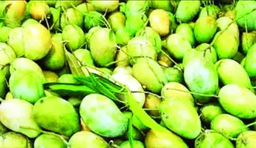 রাজশাহীর পাকা আমের অপেক্ষা শেষ হচ্ছে আজ