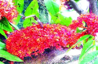 আসত তারা কুঞ্জবনে... চিরসবুজ বৃক্ষ অশোক