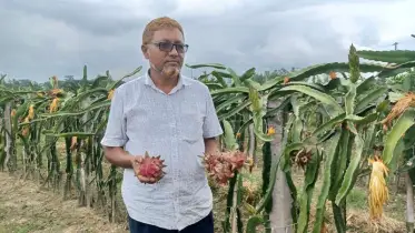 ২০ বিঘা জমিতে ৫২ হাজার ড্রাগন গাছ, বছরে ৩৫ লাখ টাকার বিক্রি
