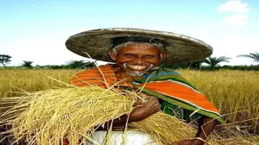 কৃষক বিজ্ঞানী হরিপদ কাপালির হরি ধান উদ্ভাবনের গল্প 