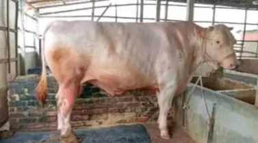 রাজবাড়ীতে ১৫ লাখ টাকার ষাঁড় ‘সাদা পাহাড়’! দেখতে ভিড় করছেন হাজারো মানুষ