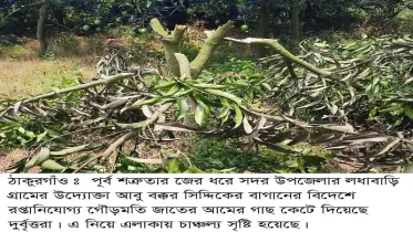 ঠাকুরগাঁওয়ে এক উদ্যোগক্তার আম বাগানের গাছ কেটে দিয়েছে দুর্বৃত্তরা