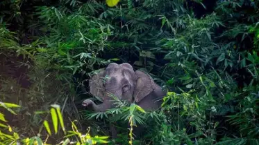 আবারও আনোয়ারায় দেখা মিলল বন্য হাতির, এলাকাজুড়ে আতঙ্ক