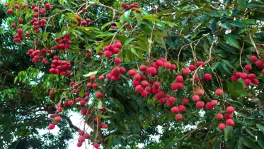 লিচু বেশি দিন রাখতে চান? মেনে চলুন এই নিয়ম