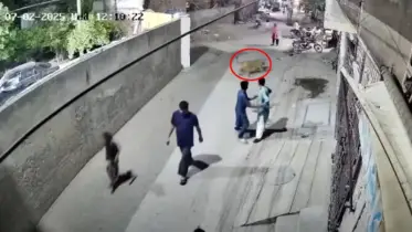 পাকিস্তানে পোষা সিংহের ভয়ংকর কাণ্ড!