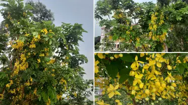 স্মৃতির গাছ সোনালু আজ বিলুপ্তির দ্বারপ্রান্তে