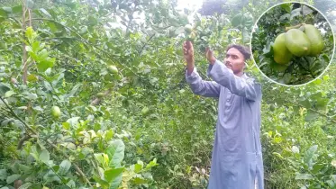 সীডলেস লেবু চাষ করে সফল মাদ্রাসা শিক্ষক মামুনুর রশিদ