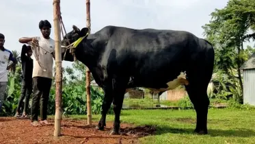 কিশোরগঞ্জের রাজসিক ‘বাদশা’, দাম হাঁকা হয়েছে ১৫ লাখ