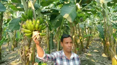 শিক্ষকতা ছেড়ে কলা চাষে লাখপতি! শামীম হায়দারের গল্প এখন উদ্যোক্তাদের অনুপ্রেরণা