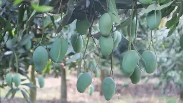 অপেক্ষার পালা শেষ! অবশেষে বাজারে দেখা মিলবে নওগাঁর আম