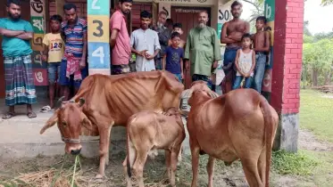 গরুর পায়ের ছাপ অনুসরণ করে গরুসহ চোর আটক