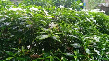 বর্ষার আনুষ্ঠানিক যাত্রা শুরু আজ