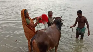 যমুনা চরাঞ্চলে কোরবানির গরু-ছাগল প্রস্তুত