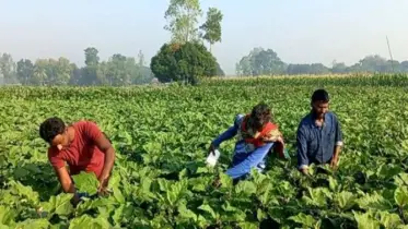 মরুর বুকে সবজি চাষে বাংলাদেশিদের সফলতা