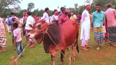 জমে উঠেছে কোরবানির পশুর হাট, প্রয়োজন নজরদারি