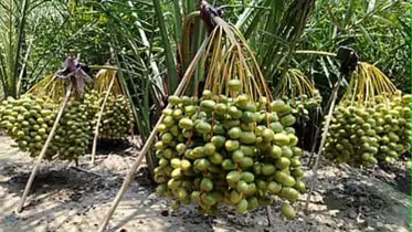 সৌদি খেজুরে স্বপ্ন বুনছেন শোকর আলী, সাতক্ষীরার মাটিতে মিলছে মরু ফলের স্বাদ