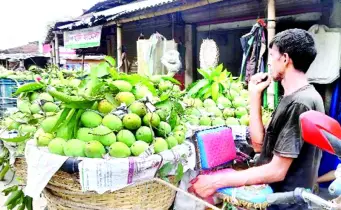 চাঁপাইয়ে ‘ঢলন’ প্রথা বহাল, কমিশনে ‘না’ প্রান্তিক আম চাষিদের