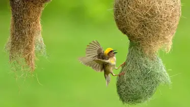 বিলুপ্তির পথে বুনন শিল্পী বাবুই পাখি