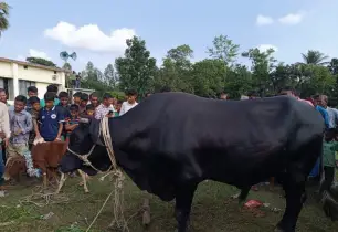 ‘কালো পাহাড়’ কিনলেই এক গুট্টি ফ্রি! মিরসরাইয়ের কোরবানির হাটে নজরকাড়া চমক
