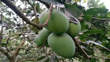 রংপুরের হাঁড়িভাঙা আম: স্বাদ, ঐতিহ্য ও অর্থনৈতিক সমৃদ্ধি!